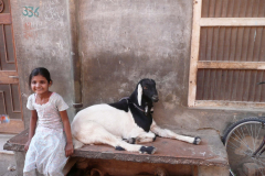 india_239