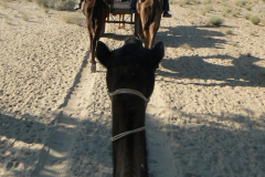 india_243
