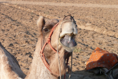 india_245