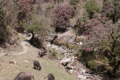 nepal-64