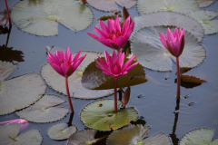 SriLanka_014